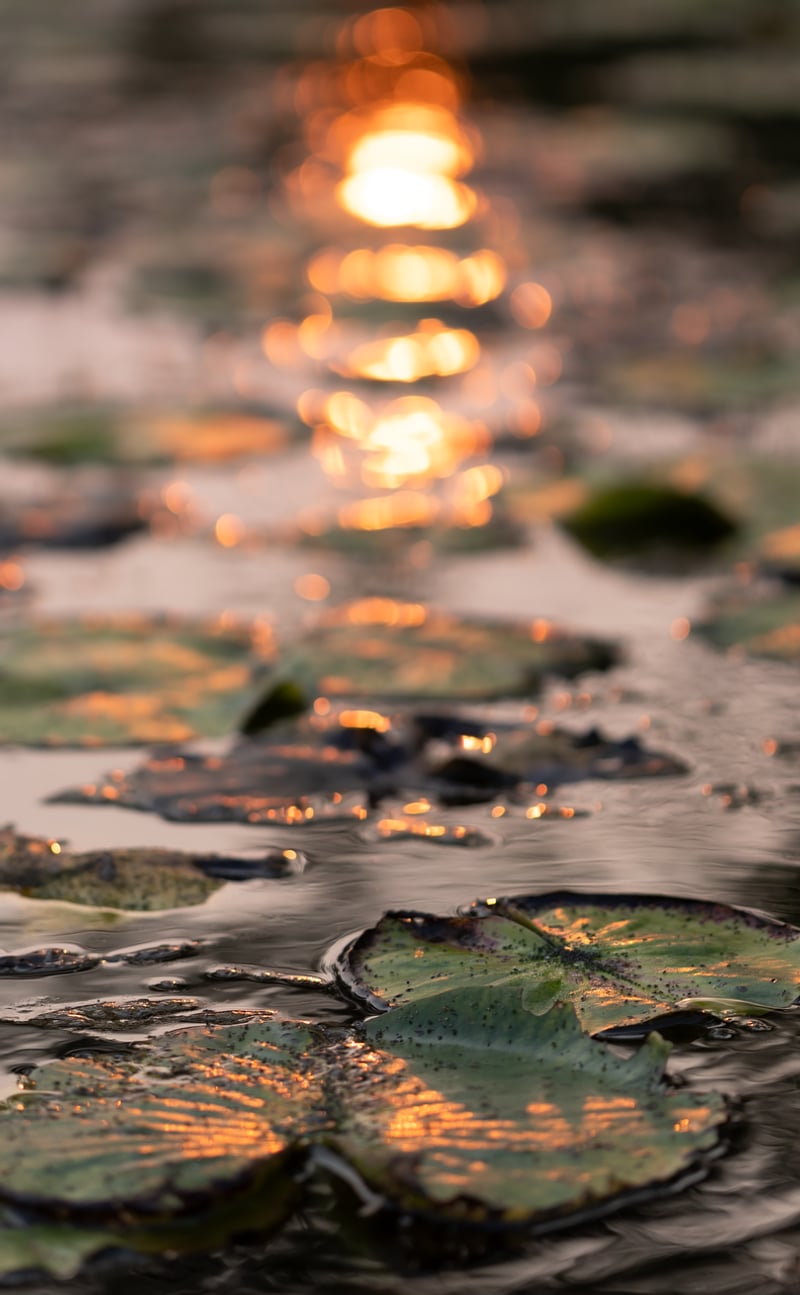 Reflective Ponds